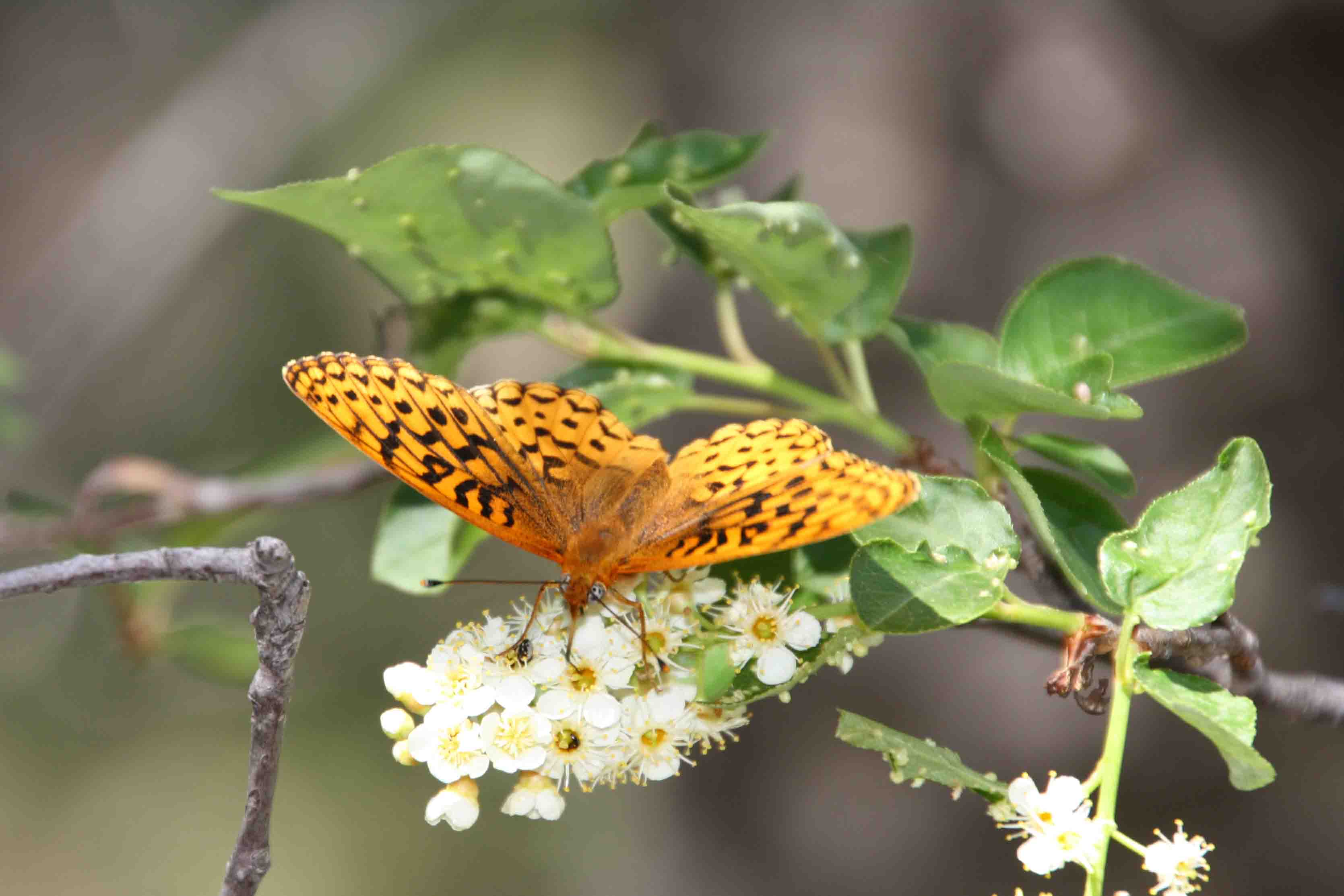 great spangled fritillary in new mexico