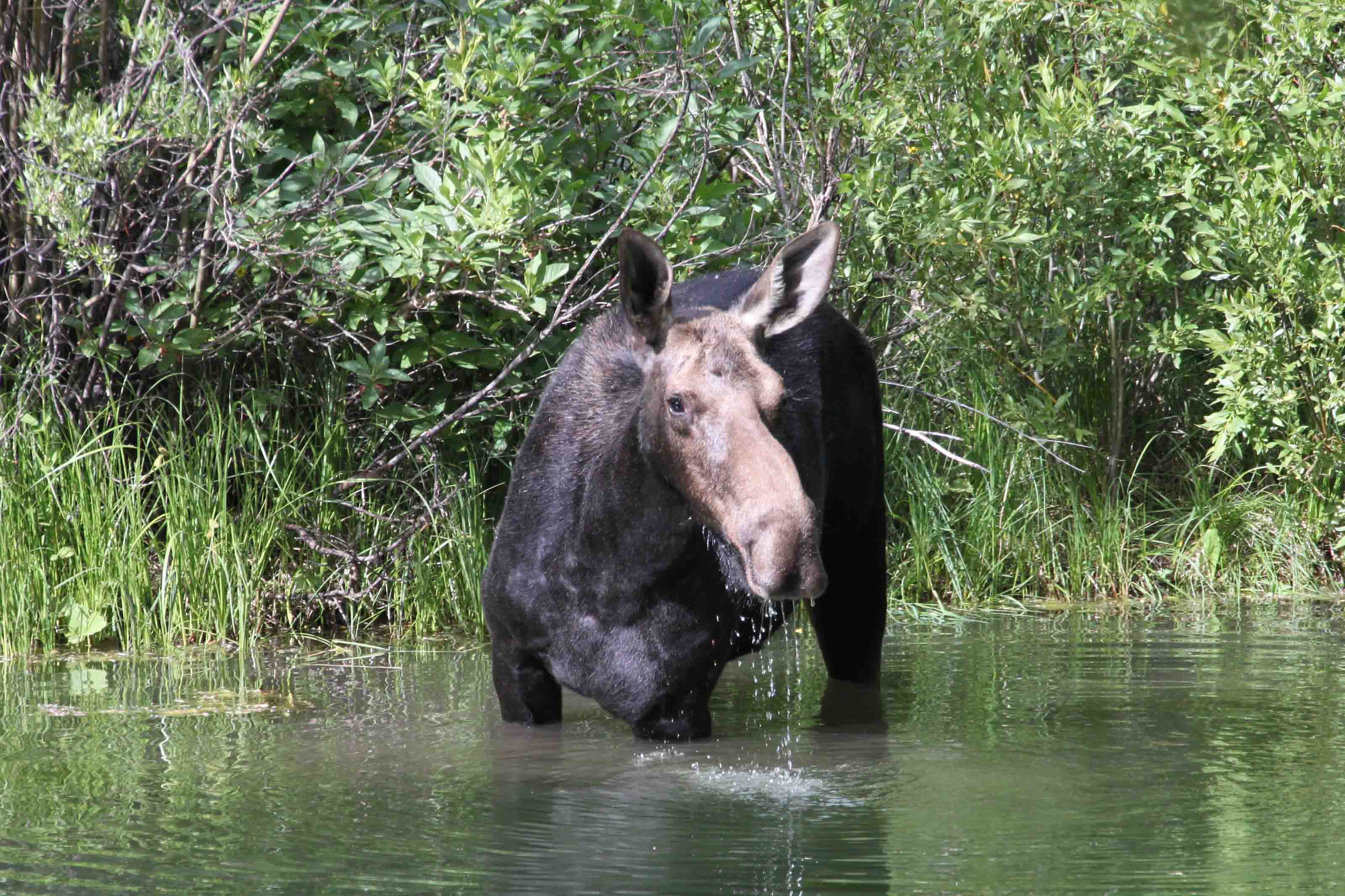 moose drinking water from lake