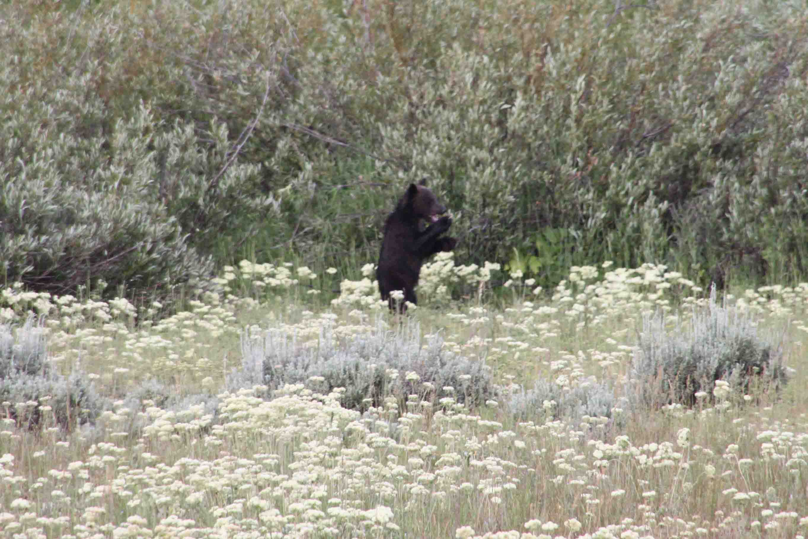 grizzly cub standing