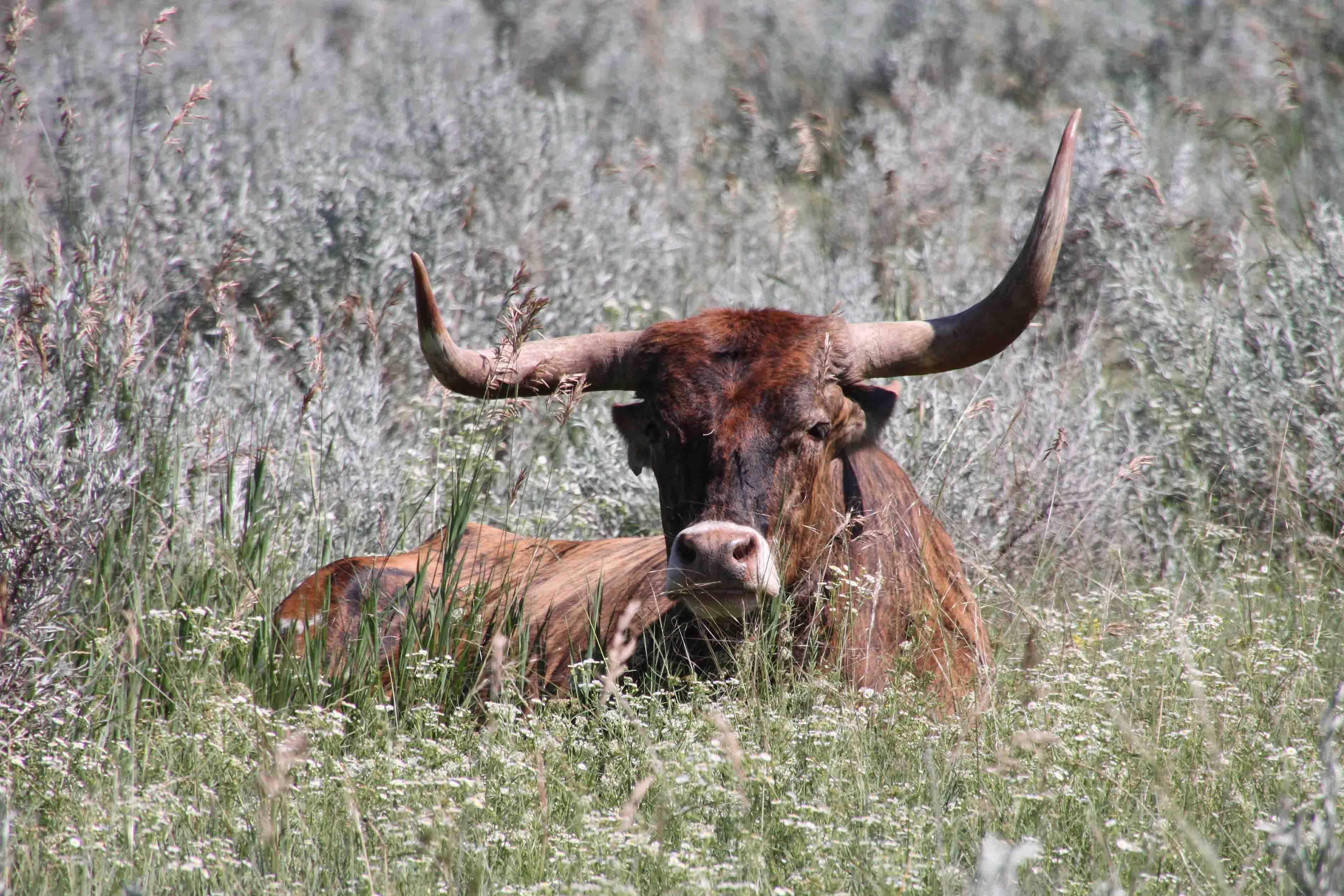 longhorn