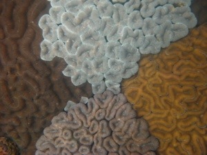 brain coral