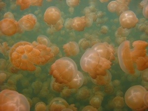 jellyfish lake
