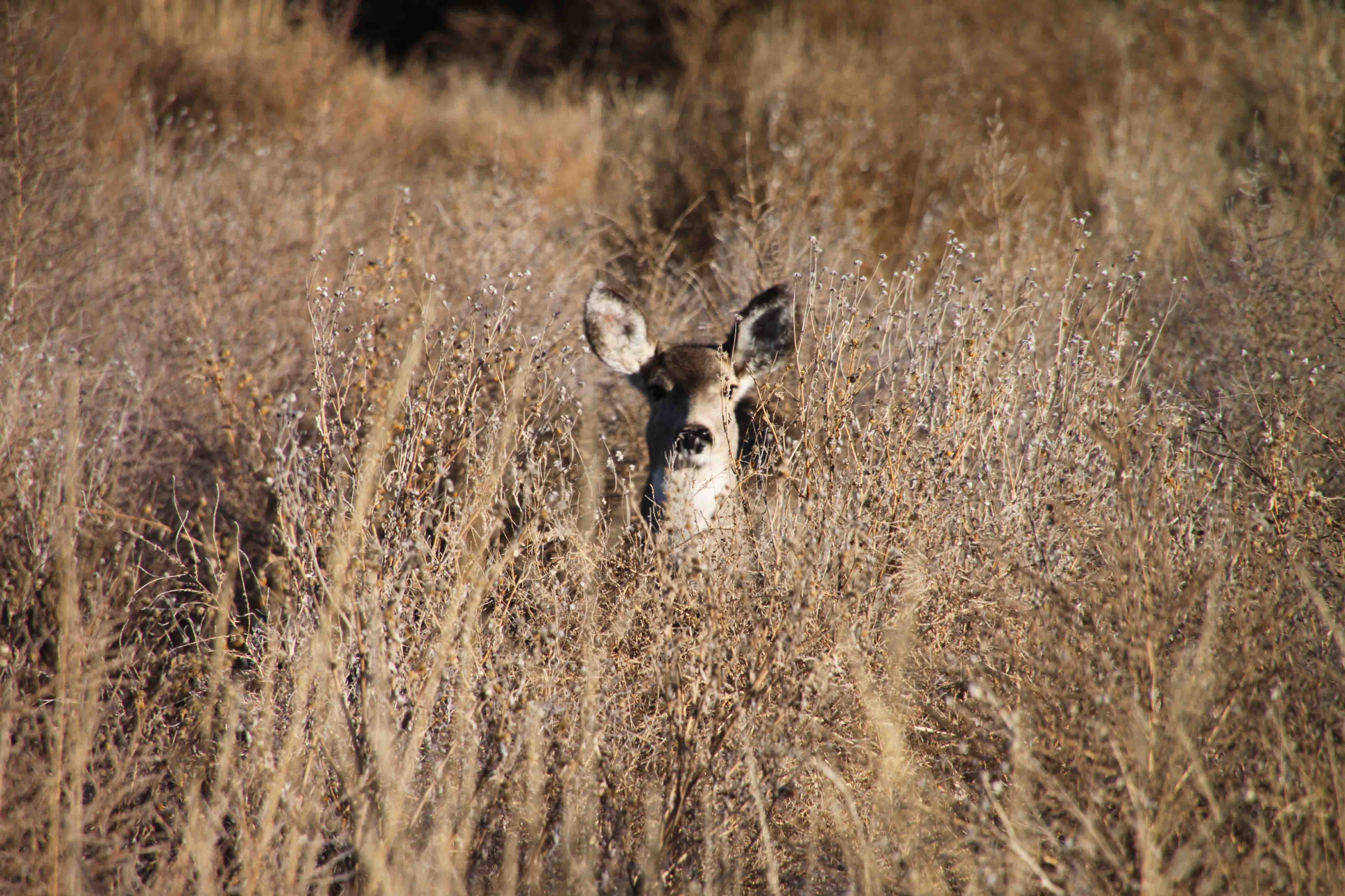 doe at Rocky Mountain Arsenal