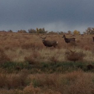 deer at Rocky Mountain Arsenal