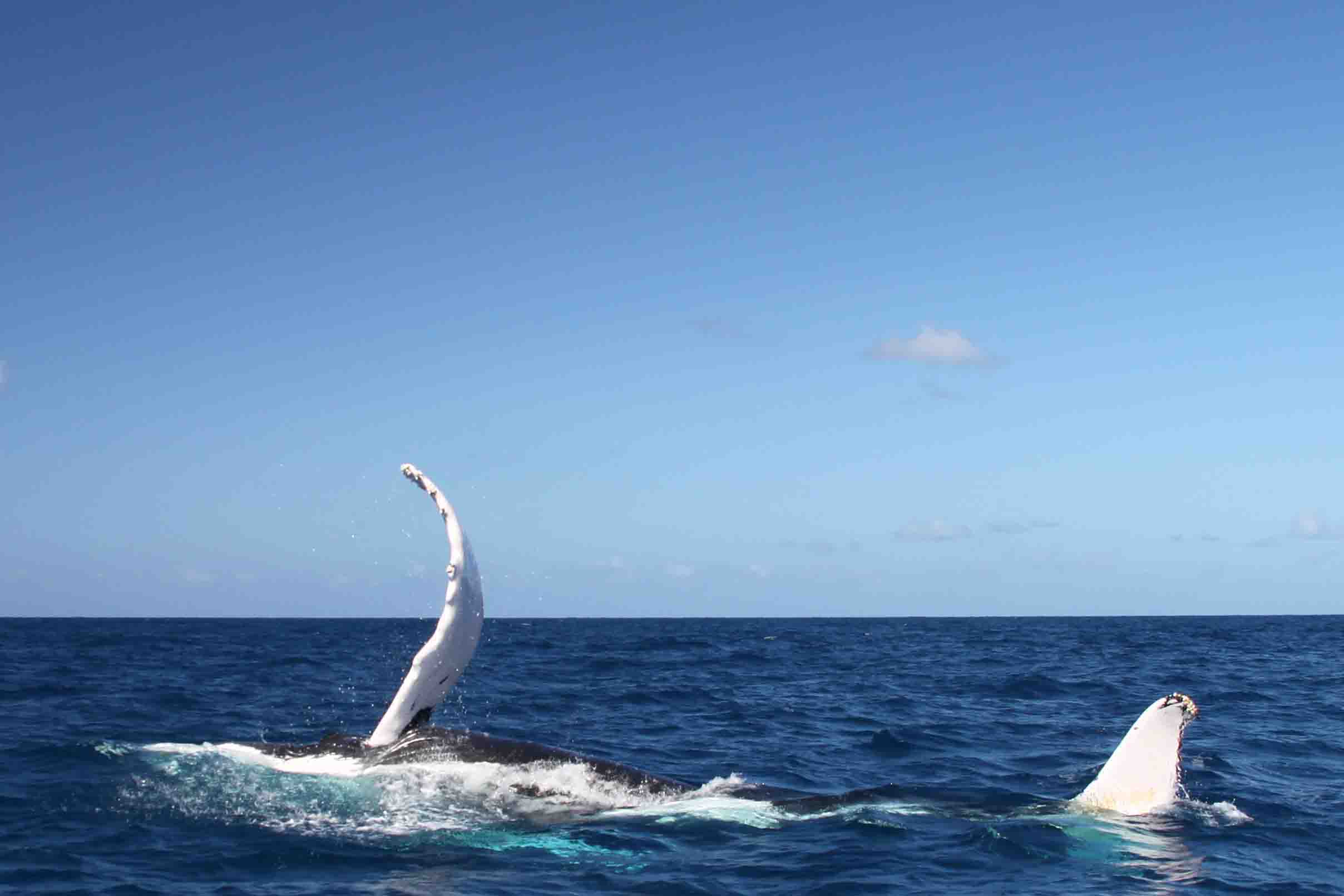 humpback whales putting on a show in the silver bank!
