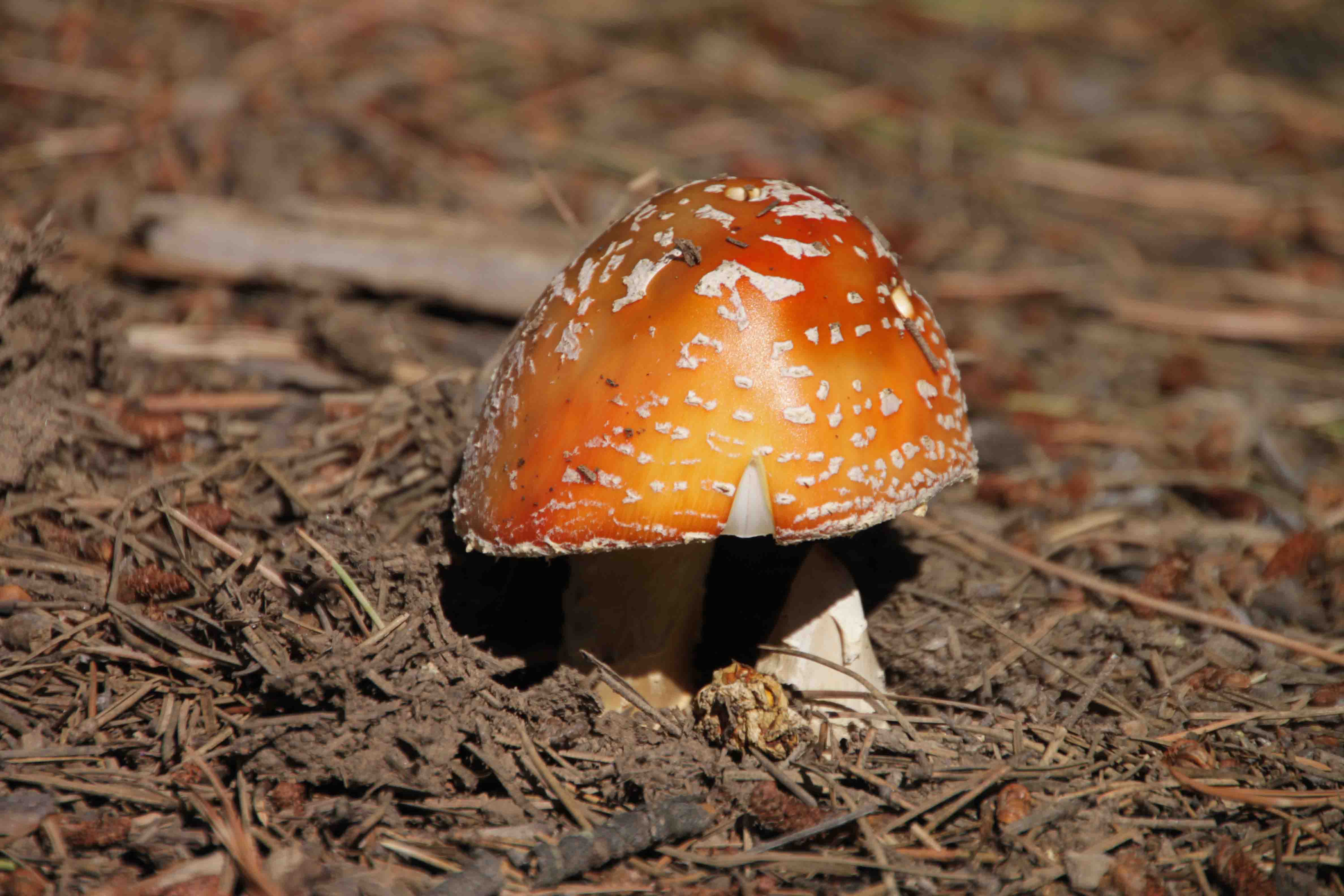 mushroom on the colorado trail
