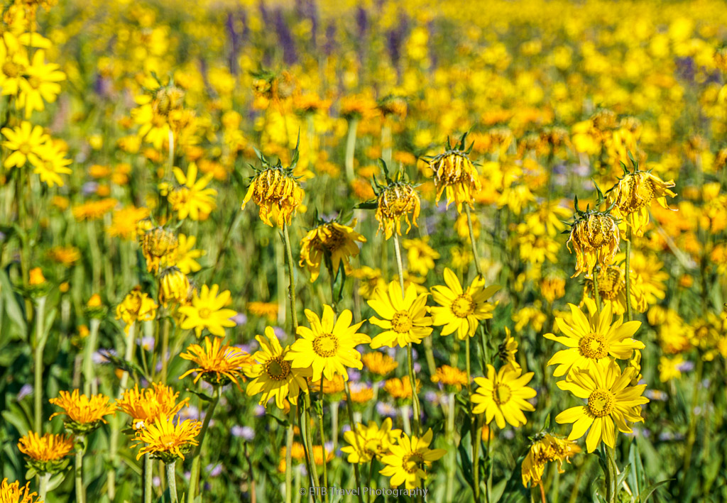 wildflowers on snodgrass trail in crested butte