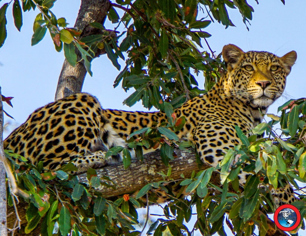 leopard in tree on botswana safari
