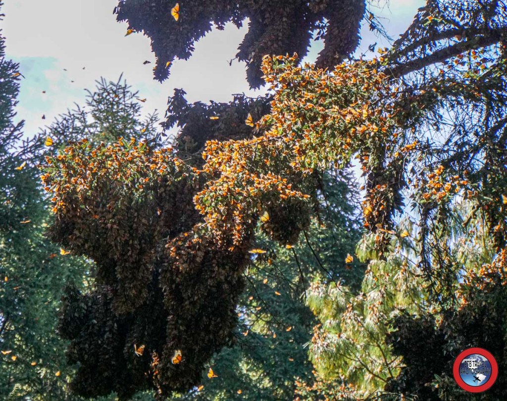 The Monarch Butterfly Migration - ETB Travel Photography