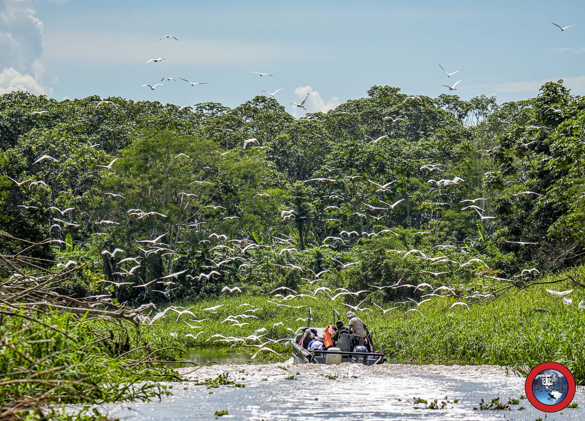 egrets hovering above our skiff