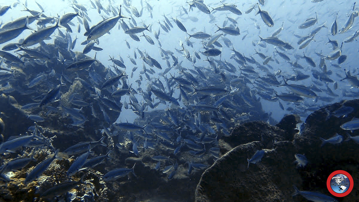 scuba diving in indonesia
