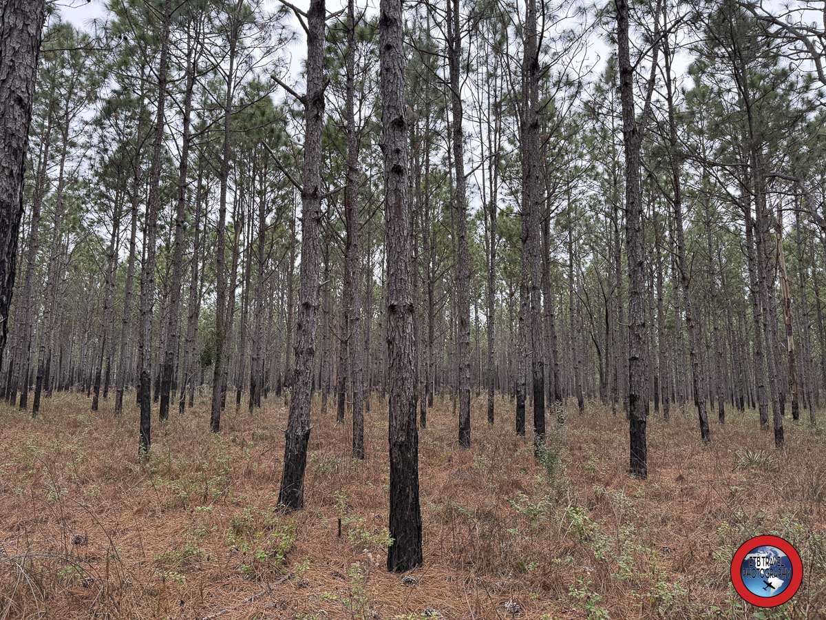 cross florida greenway trail