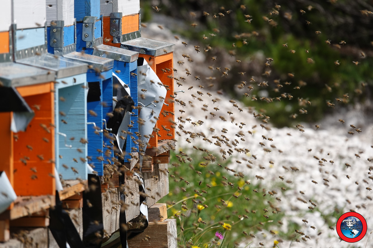honeybee hives